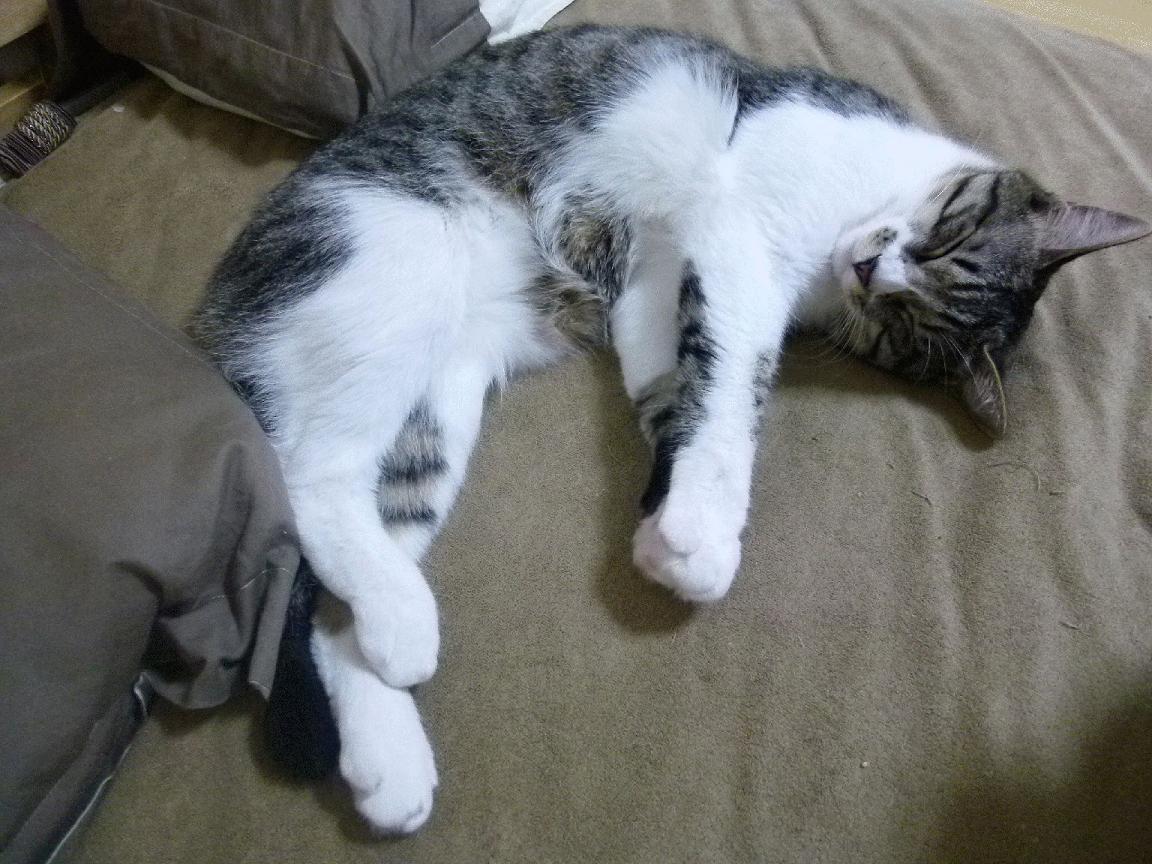 国别联赛:各国联赛特性全景解读,世界国别对抗赛