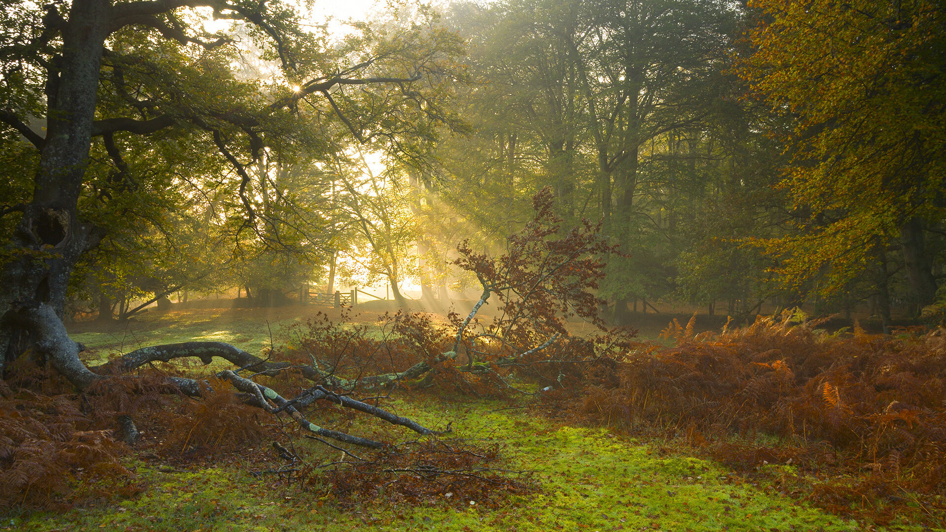 NBA最新赛季战况分析,nba新赛季战绩排行榜
